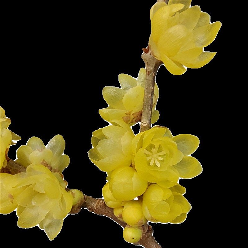腊梅花枝鲜切花干枝蜡梅花束冬季花卉水培鲜花年宵花带花苞满屋香