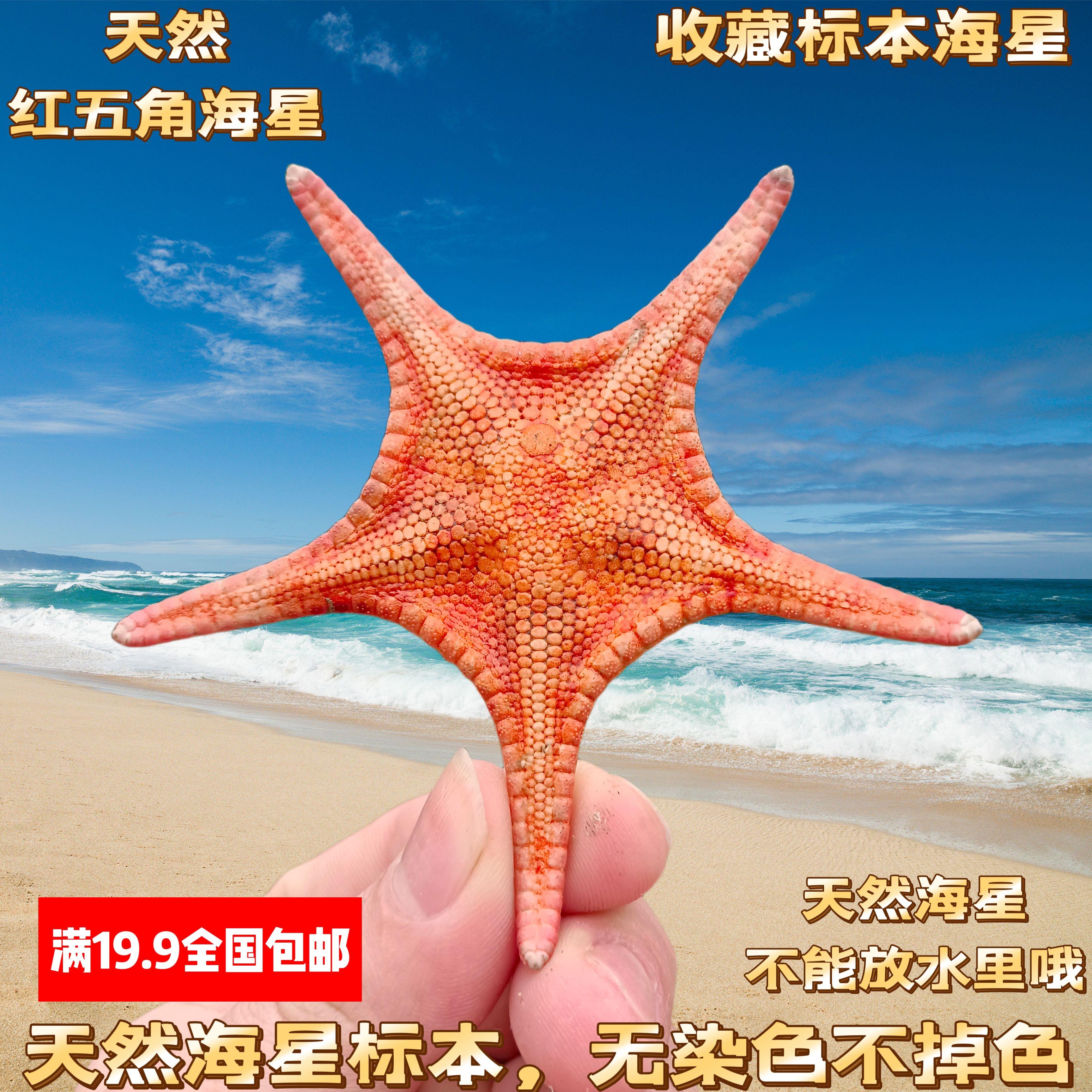 【真海星 不染色 标本级】天然橙黄色扁海星 贝壳海螺收藏标本