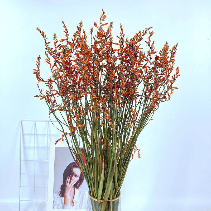火焰兰干 干燥花喷泉草原生自然真花风干 干花束客厅装饰插花干