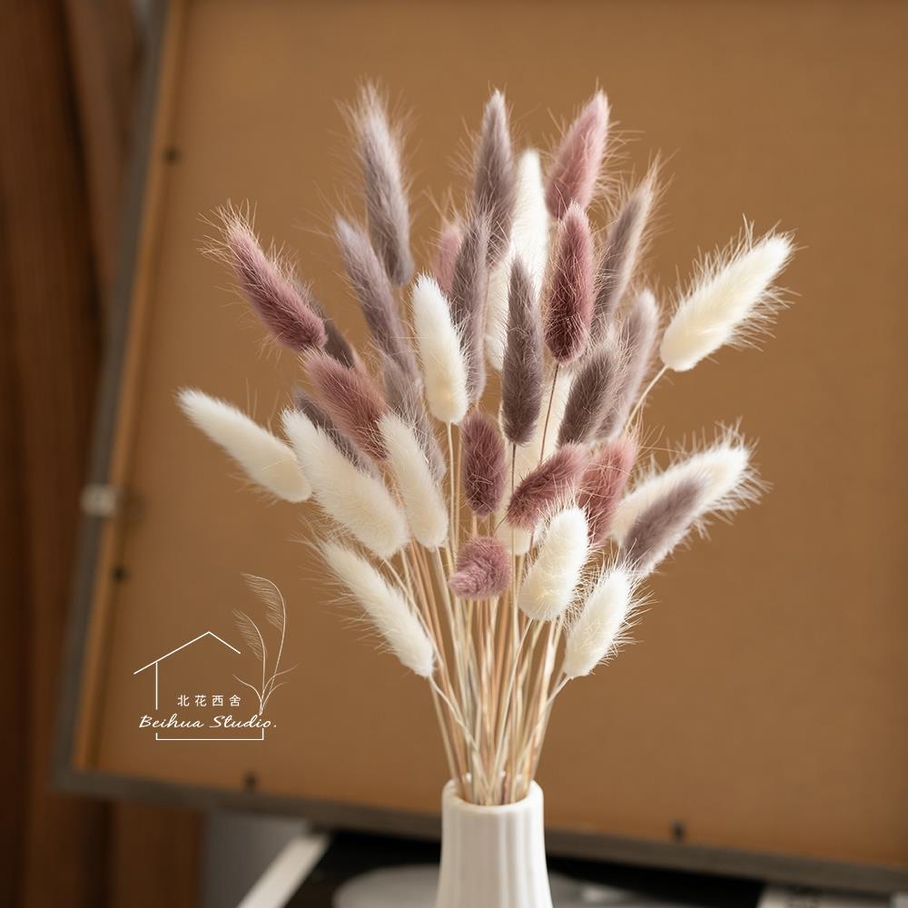 兔尾草干花软萌可爱送人花束小清新插花彩色搭配配草桌面拍摄道具