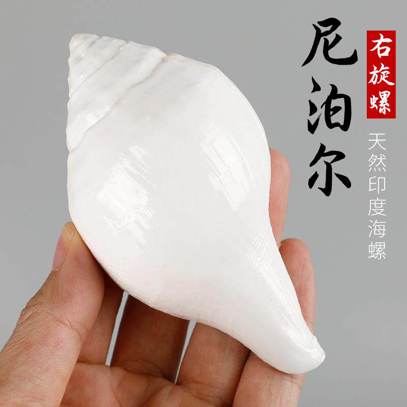 尼泊尔白天然海螺贝壳铅螺左右旋螺供品摆件家居装饰收藏工艺礼品