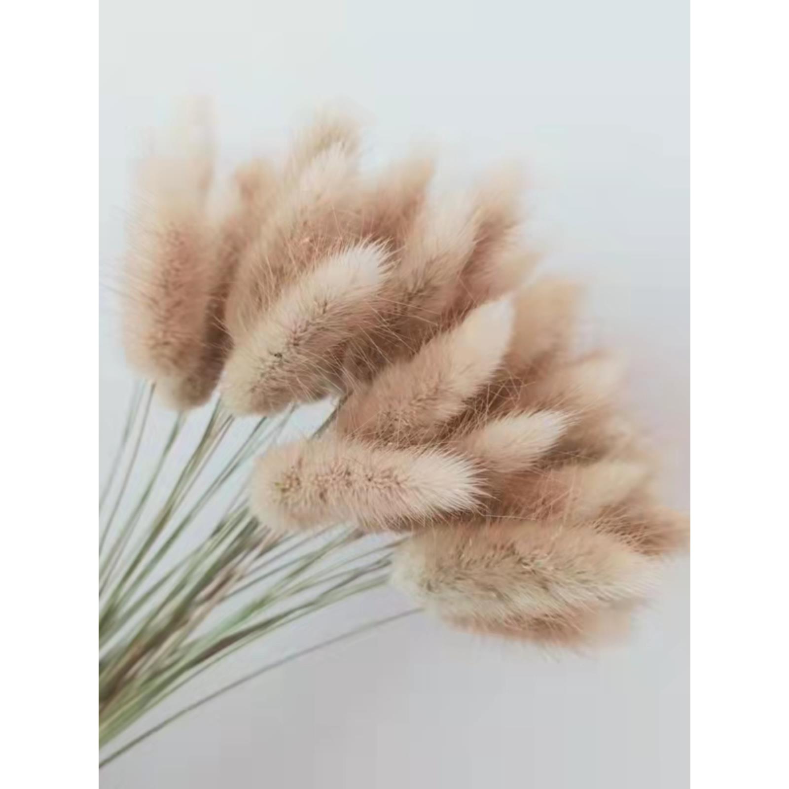 狗尾巴草狼尾巴草干花兔尾草摆放客厅装饰清新拍摄道具黄金球干花