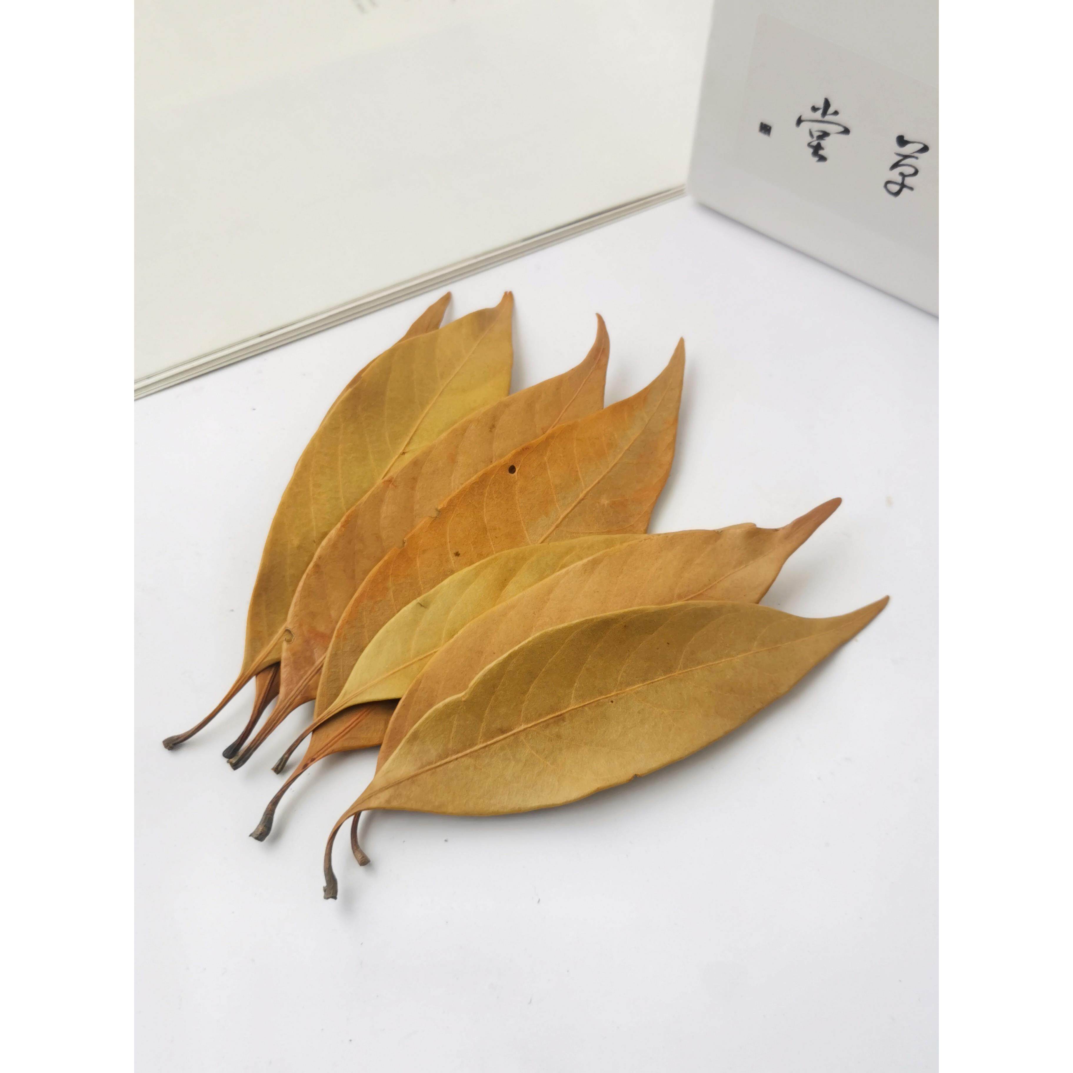 【橙子叶】天然植物树叶干叶 手工DIY材料 花环装饰配饰 幼儿环创