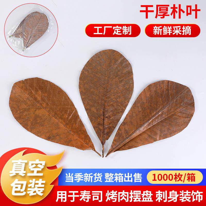 干朴叶蒲叶刺身寿司造型烧烤摆盘日式料理意境装饰烤肉垫纸丹麦叶