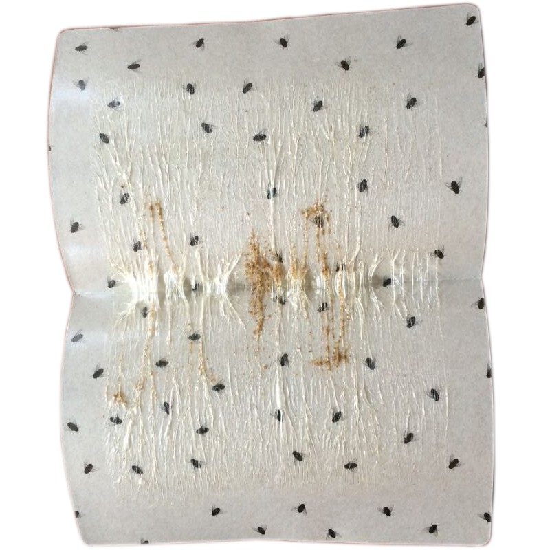 20张彩色加厚款买2送1绿威粘蝇板安全高效灭苍蝇器引诱捕蝇胶贴纸