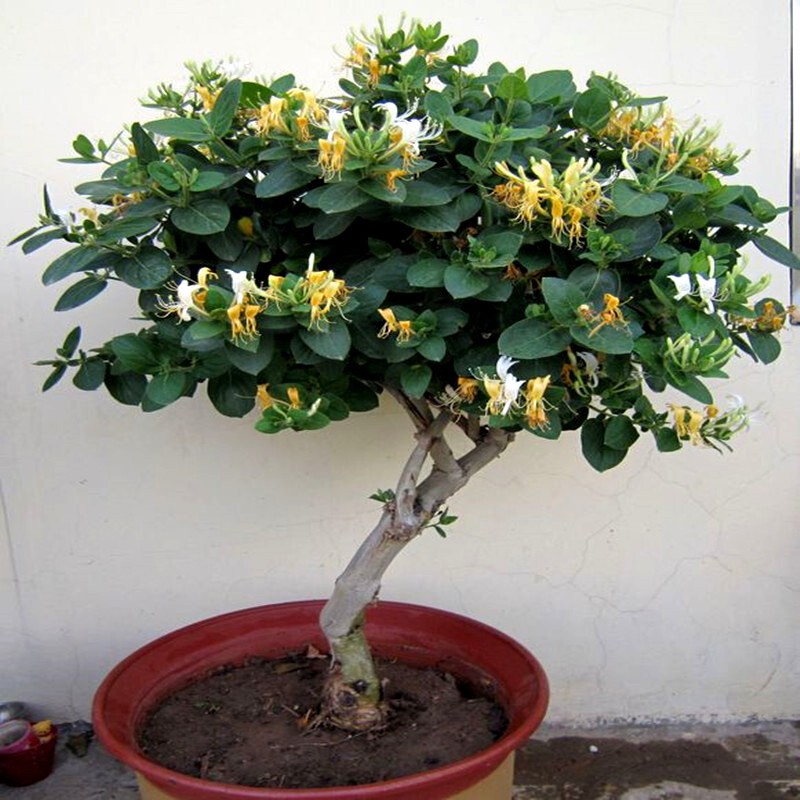 金银花苗苗木红色盆栽盆景树桩老桩花卉四季种植树苗忍冬爬藤药用