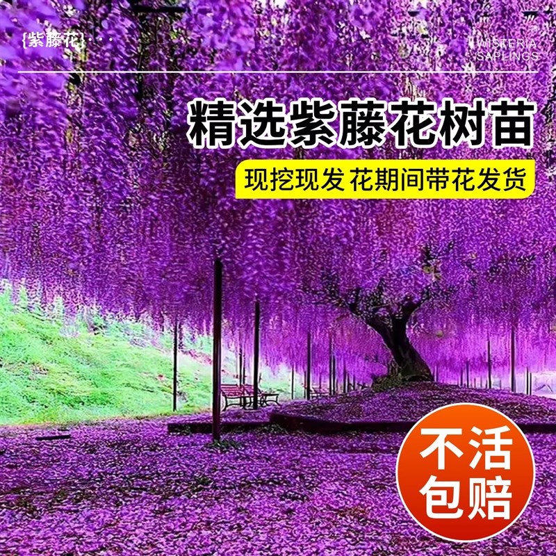 紫藤花树苗爬藤植物老桩阳台盆栽庭院好养花卉四季开花紫藤花苗