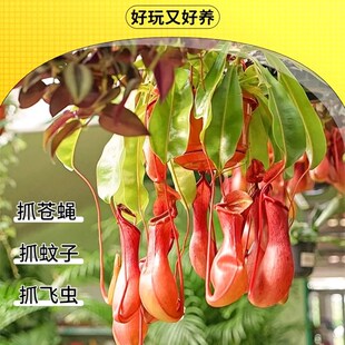 猪笼草捕蝇草大号盆栽阳台庭院食虫驱蚊植物室内趣味花卉绿植吊盆