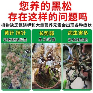 黑松树肥料急救黄叶枯枝病落针绿叶促长黑松免稀释液体肥