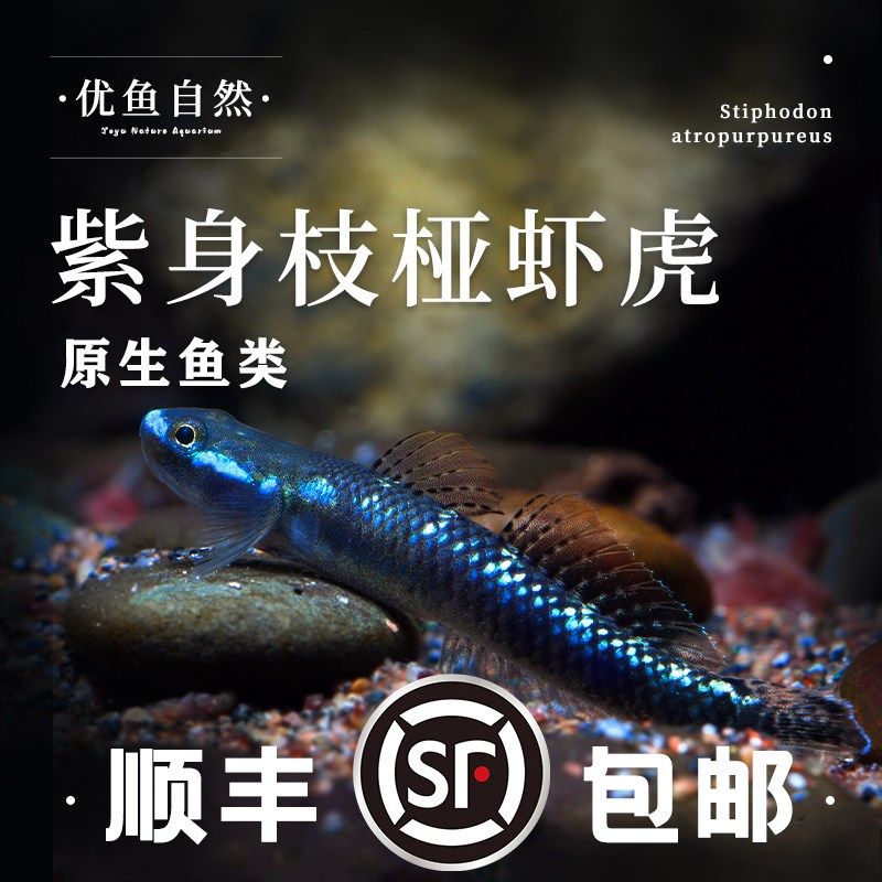 紫身枝桠虾虎原生虾虎鱼除藻素食清洁鱼缸冷水饲养淡水小型鱼