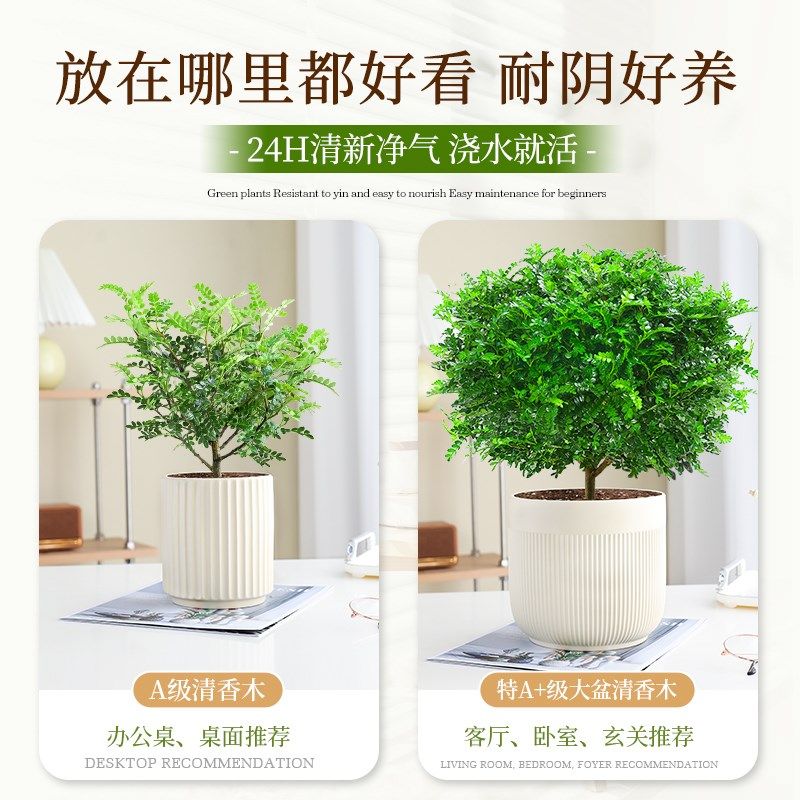 清香胡椒木老桩绿植室内外驱蚊草花卉植物四季常青净化空气好养活