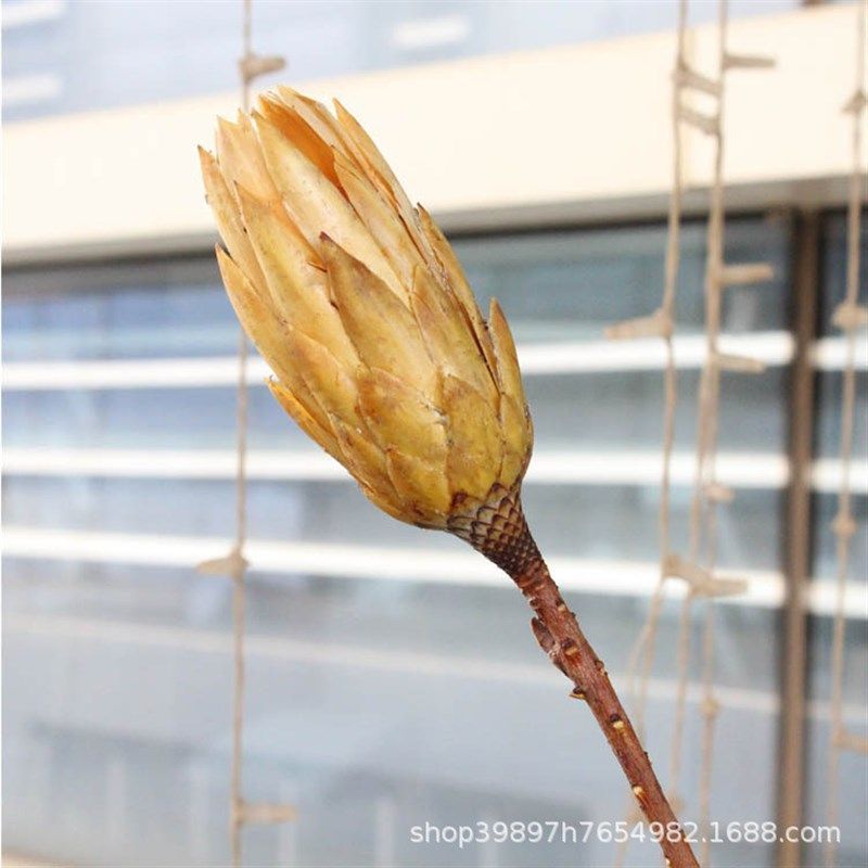【雪莲枝】干花不凋花自然植物拍照道具装饰插花花束家居摆设