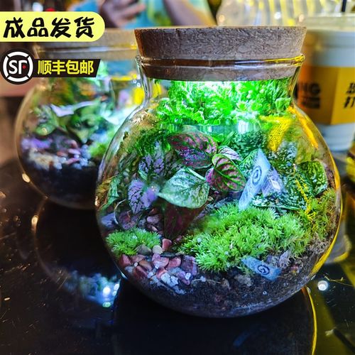 布丁微景观生态瓶缸植物盆栽苔藓创意造景带灯办公室内桌面免打理