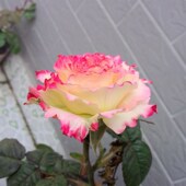 型如莲复色月季 莲室内外阳台观浓香绿植卉玫瑰苗