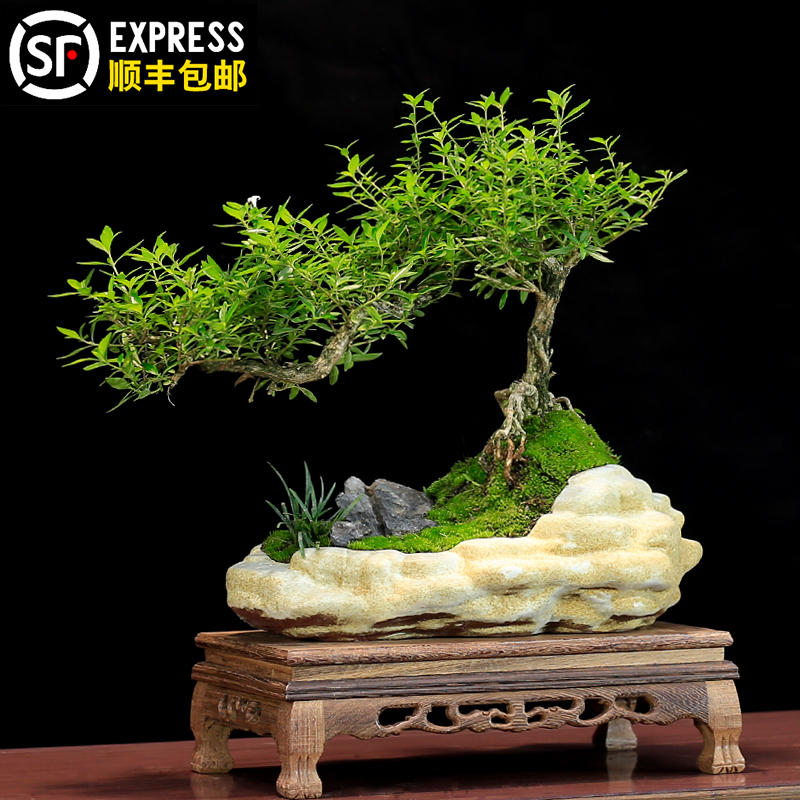 六月雪盆景植物室内悬崖式造型茶室中式摆件阳台绿植客厅盆栽好养