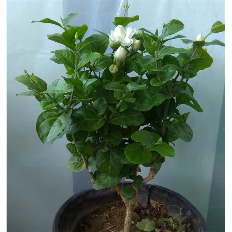 菊花大花型超重瓣菊花茉莉王 茉莉花苗 菊花茉莉 盆栽花卉包邮