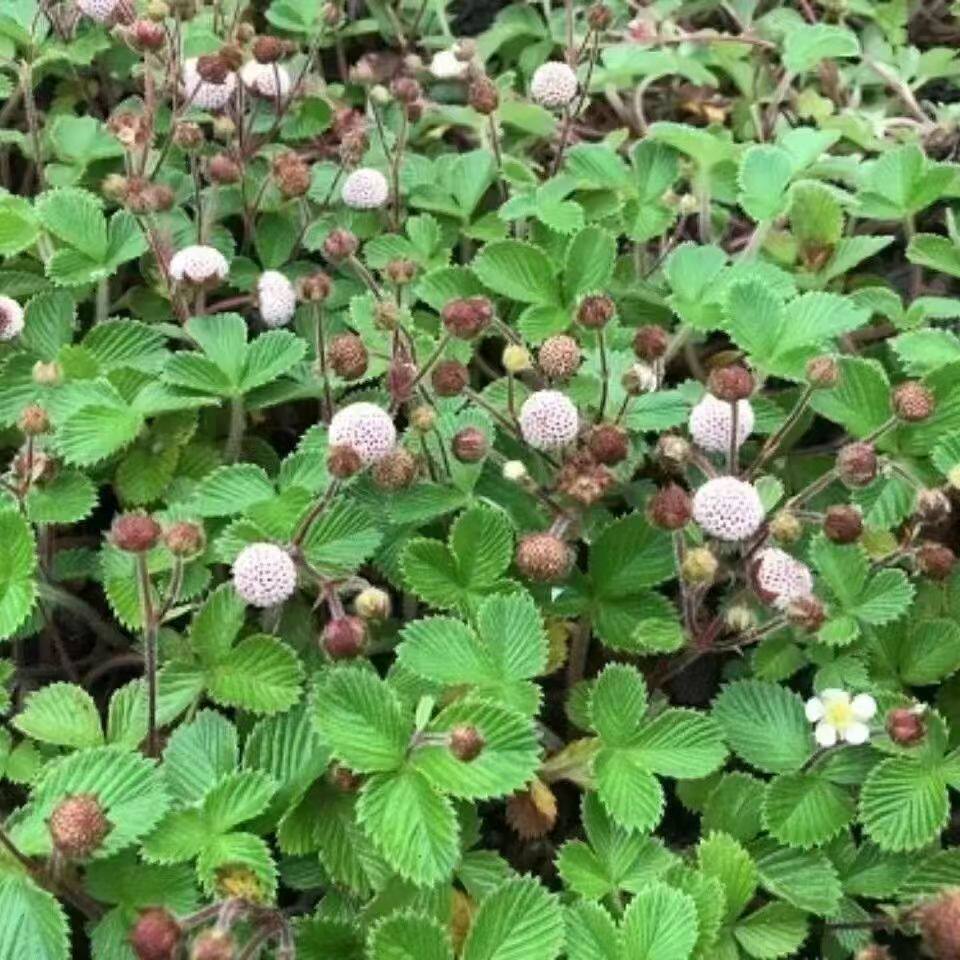 云南中药材草莓白米野草莓苗莓菠萝蜜儿白草莓带根发货栽培苗