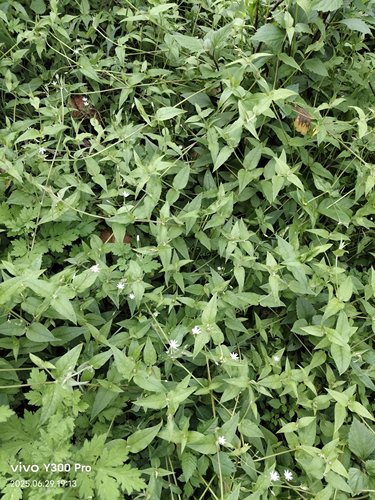 纯野新鲜抽筋草鹅肠菜伸筋藤鹅耳肠壮筋丹鸡卵菜