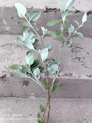 密蒙花树苗 现挖黄饭花树染饭花树植物种植蜜米汤花树苗盆栽