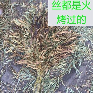 o家用户外环卫扫马路大扫帚扫雪庭院落叶扫 农村竹扫把手工老式