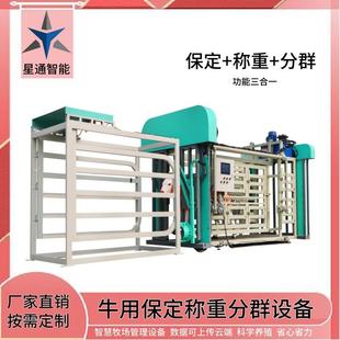 新型牛用保定架自動稱重設(shè)備牛只養(yǎng)殖管理智慧牧場建設(shè)