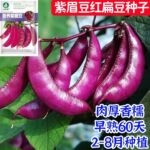 正宗扁豆紫红眉豆种春秋冬季扁眉豆角种子无筋架豆籽菜豆蔬菜种孑
