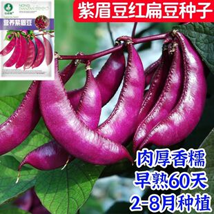 正宗扁豆紫红眉豆种春秋冬季扁眉豆角种子无筋架豆籽菜豆蔬菜种孑