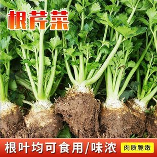 正宗四季地中海根芹种子洋芹芹菜根种籽阳台蔬菜盆栽耐热蔬菜种子