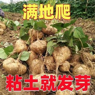 水果地瓜牧马山凉薯肉白脆嫩多汁特大白瓤香甜早熟凉薯脆甜如梨