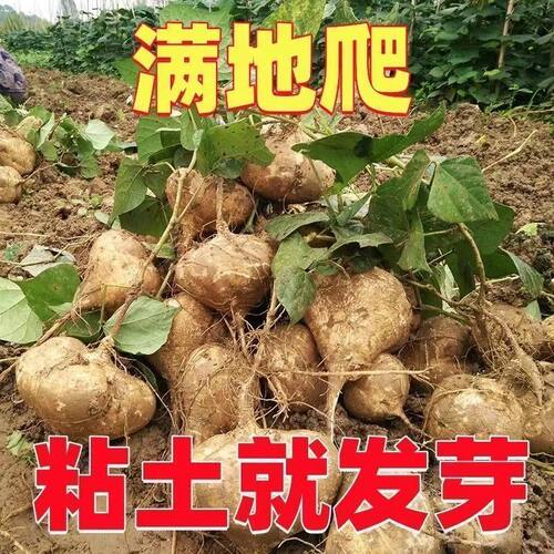 水果地瓜牧马山凉薯肉白脆嫩多汁特大白瓤香甜早熟凉薯脆甜如梨