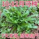 野生荠菜种子地菜种苗荠菜种籽秋冬四季 耐热野菜青菜农家阳台蔬菜