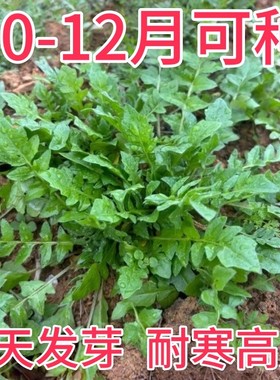 野生荠菜种子地菜种苗荠菜种籽秋冬四季耐热野菜青菜农家阳台蔬菜