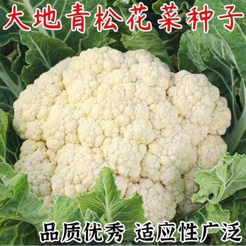 雪妃80天有机花菜种子青梗花椰菜种籽夏秋季蔬菜