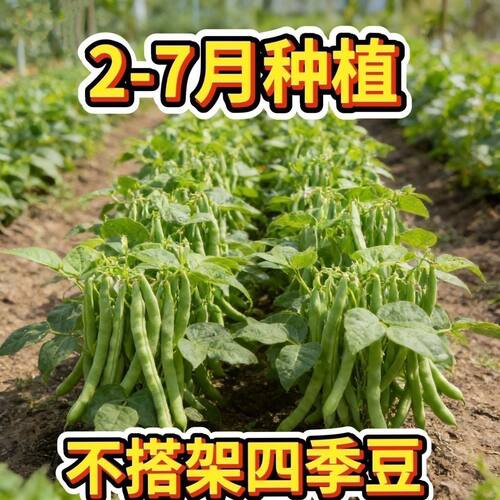 无架四季豆矮地豆种子早熟不爬藤短豆角种籽庭院阳台无筋豆种子
