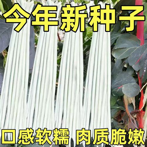 三尺白玉豇豆种子八月白缸豆种籽不搭架高产无架长豆角种籽蔬菜种