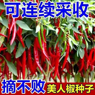 正宗摘不败美人椒种子大树红尖椒红辣椒种子特香辣四季盆栽菜种籽