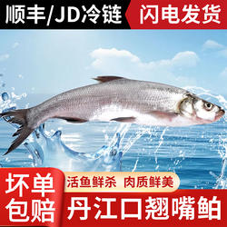 湖北丹江口翘嘴鱼淡水鱼新鲜大白刁子鱼白丝鱼翘嘴鲌白鱼整条送礼