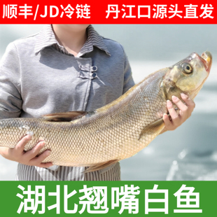 米级翘嘴鲌鱼湖北丹江口新鲜淡水鱼翘嘴巴大白刁子鱼节日送礼年货