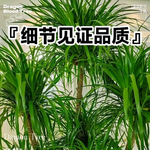 龙血树大型室内盆栽多头龙须树绿植物客厅大棵网红血龙树造型盆景