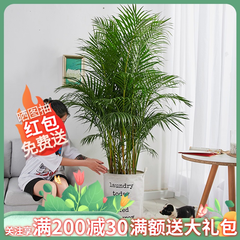 散尾葵盆栽凤尾竹办公室客厅室内绿植大型植物乔迁开张送礼除甲醛