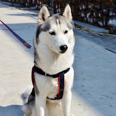 牛仔宠物牵引绳胸背带牵引带胸背套狗绳子中大型犬链子狗链子