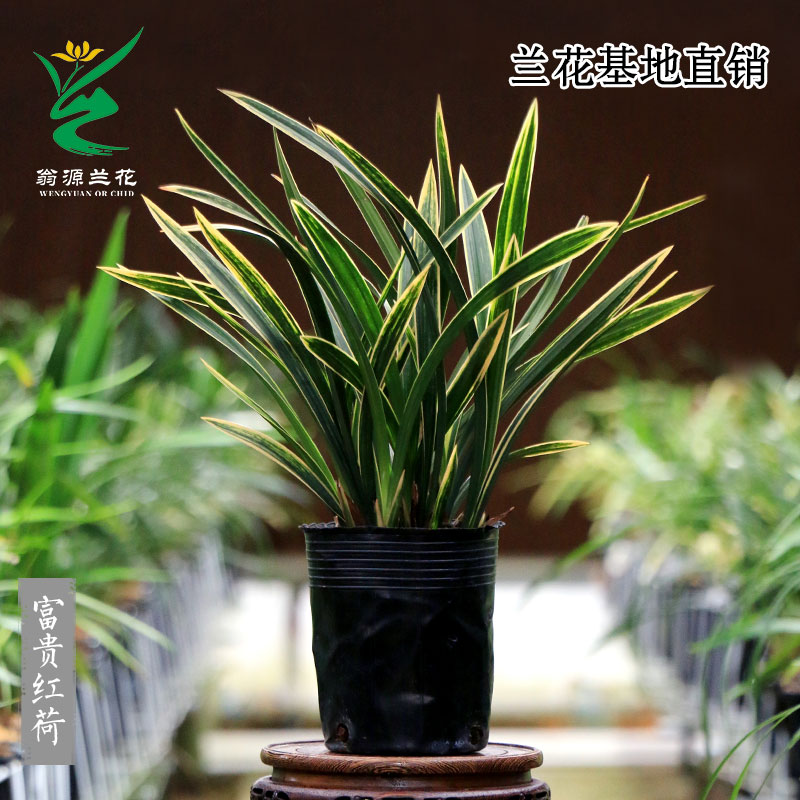 翁源兰花高端墨兰虎斑艺草富贵红荷开花浓香红花好养室内绿植盆栽