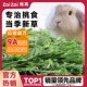 再再苜蓿草兔子食用兔草紫花苜宿干草料幼兔专用兔兔吃 兔粮饲料