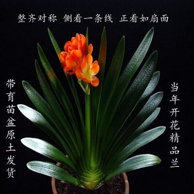 带花君子兰盆栽宽叶和尚精品立板君子兰当年开花绿植高端带花苞
