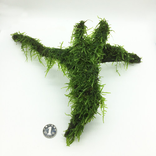 莫斯沉木 鱼缸水族箱 观赏水草中后景造景 真水草 莫斯加沉木水草