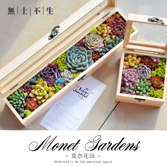 多肉礼盒多肉植物组合盆栽女神节礼物多肉组合盆栽套装种好成品