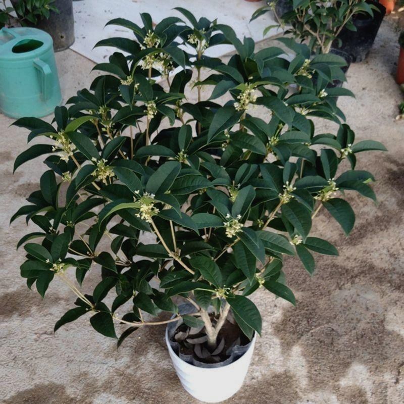 桂花四季浓香型盆栽好养树苗金桂耐寒室内外庭院地栽阳台绿植花巧
