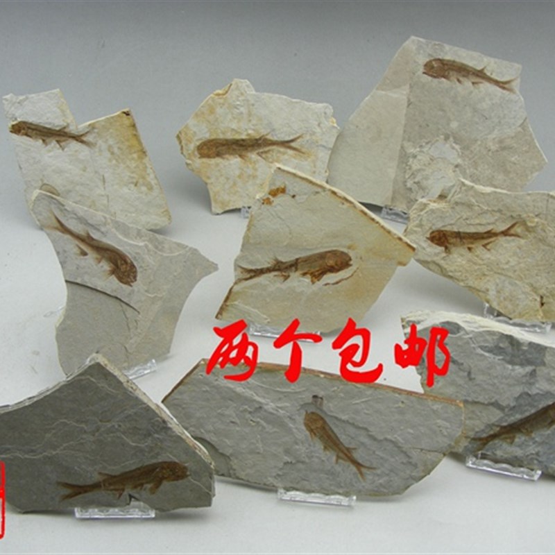天然鱼化石标本古生物狼鳍鱼真化石动物植物昆虫科普研学热河生物