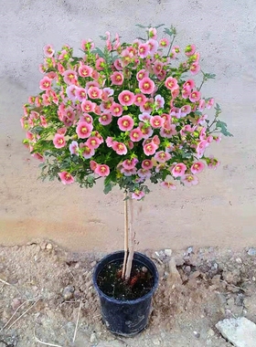 小木槿棒棒糖花苗四季开花绿色花卉盆栽室内植物阳台带花苞原土发