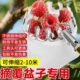 覆盆子采摘工具伸缩杆便携式 枇杷高树摘树上果子 高空处摘果神器